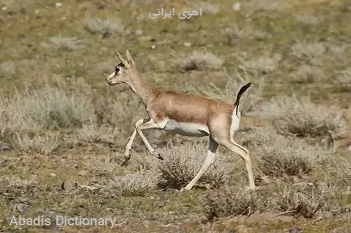 اهوی ایرانی